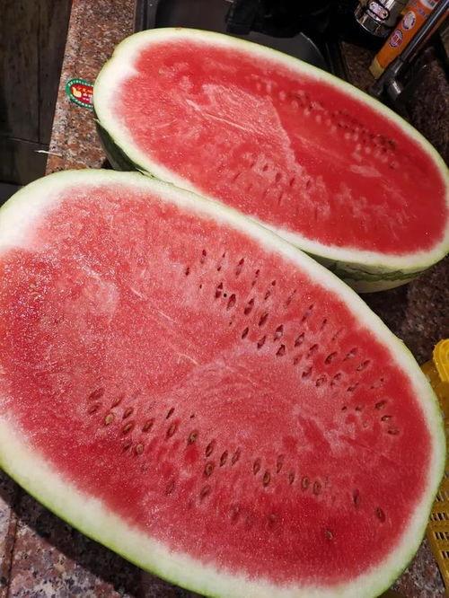沙漠蜜瓜批发市场今日行情,甜蜜价格波动解析