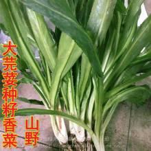蒲瓜今日价格,探寻市场波动背后的秘密