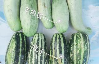 今日八方瓜价格,市场行情一览”