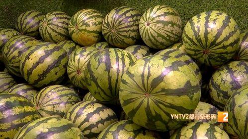 今日云南秋瓜行情如何了,丰收与市场的双赢
