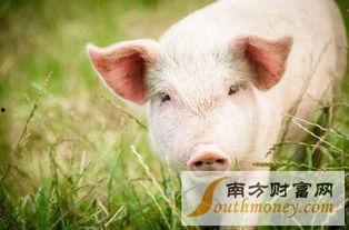 瓜州生猪今日价格,今日行情一览