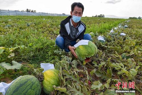 海南今日瓜菜最新报价,新鲜上市，价格行情一览