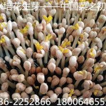 今日信阳佛手瓜批发价格,品质与价格的完美融合”