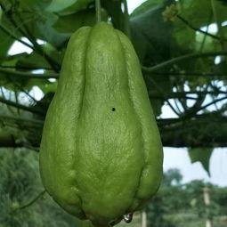 今日信阳佛手瓜批发价格,品质与价格的完美融合”