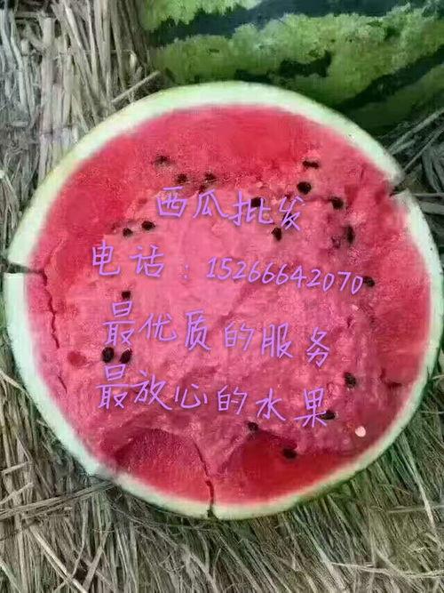 今日白银瓜价格,今日白银瓜价格波动解析