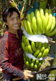 今日海南吊瓜收购价,市场行情火热