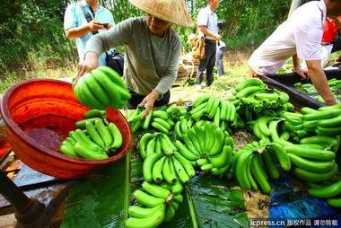 今日海南吊瓜收购价,市场行情火热