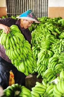 今日海南吊瓜收购价,市场行情火热