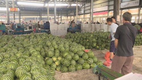 盐城瓜价今日,新鲜瓜果价格走俏，市民抢购热潮涌动