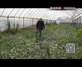 盐城瓜价今日,新鲜瓜果价格走俏，市民抢购热潮涌动