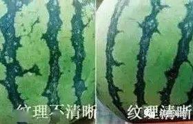 小圆瓜今日行情,价格波动与市场动态一览