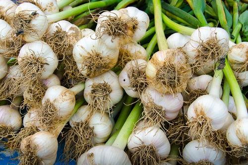 中牟吊瓜今日价格多少钱,价格一览