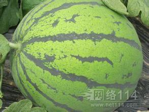 陕西今日瓜价,新鲜上市，价格行情一览