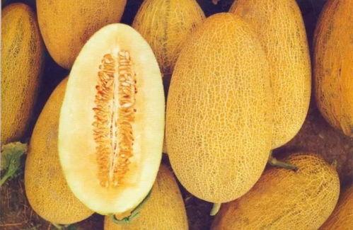 2025年嘉兴哈密瓜今日行情,今日新鲜指数与价格一览