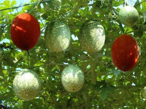 吊瓜今日价格表图片及价格,市场行情实时更新