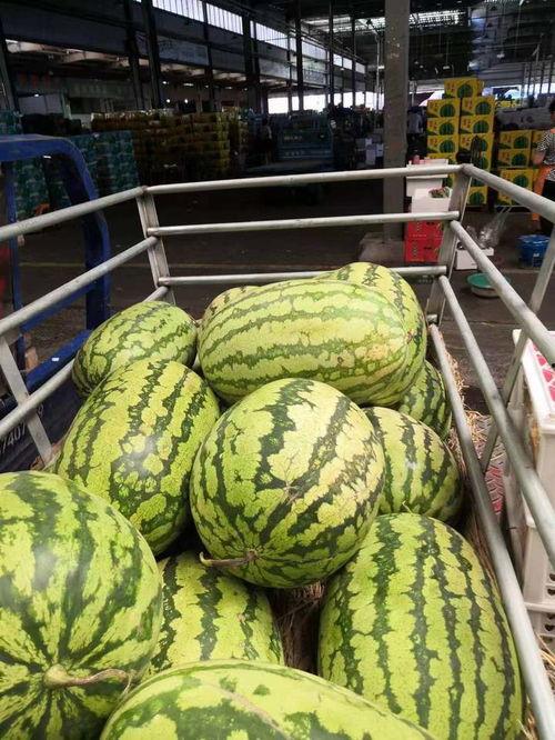 曲靖市场今日小圆瓜报价,新鲜上市，价格走俏