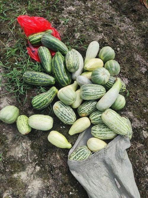 今日瓜菜价格多少钱一斤,行情波动，一斤几何？