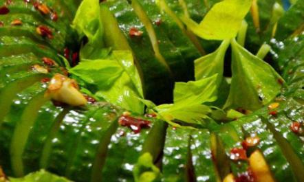 今日嫩瓜价格最新消息,市场行情一览