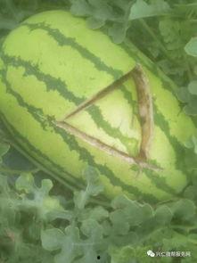 兴仁西沙瓜今日报价,价格行情一览”