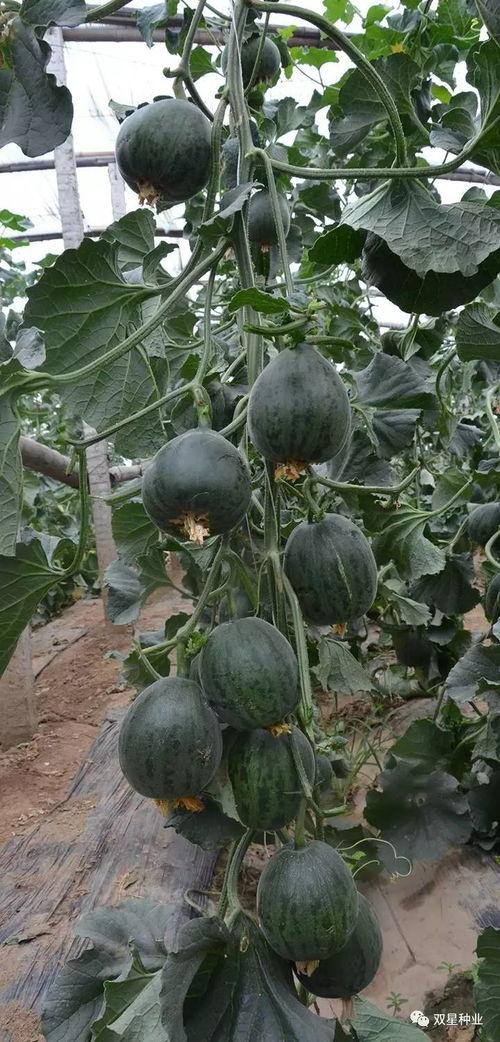 今日十瓜,探寻今日瓜界新潮流