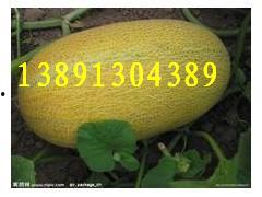 海南哈密瓜今日产地价格,品质之选，价格行情一览