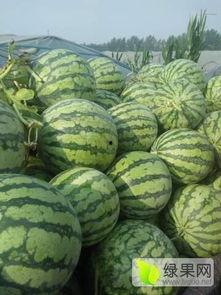 夏邑县今日瓜价,新鲜上市，价格实惠，尽享夏日清凉