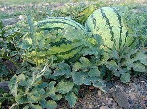 今日石头瓜价格走势,今日市场行情解析