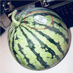 吃瓜网今日吃瓜网红,网红风云再起，吃瓜网揭秘网红幕后故事