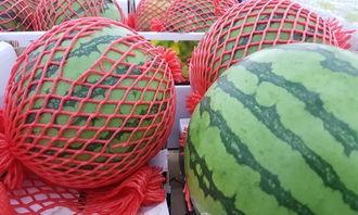 今日测试吃瓜,揭秘吃瓜群众的狂欢盛宴