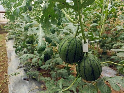 吃瓜网今日吃瓜必吃51,今日必吃51，带你领略娱乐圈最新热点