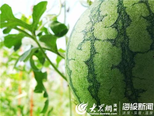 今日吃瓜51吃最新的瓜,揭秘娱乐圈最新热点事件