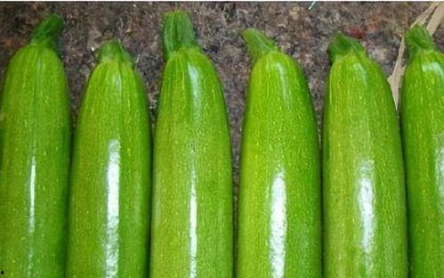 云南西葫芦瓜价格今日价