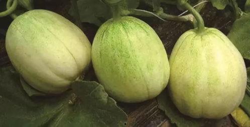 云南西葫芦瓜价格今日价