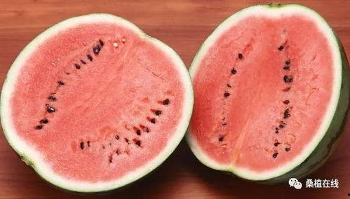 小圆瓜今日收购价格,市场行情一览”