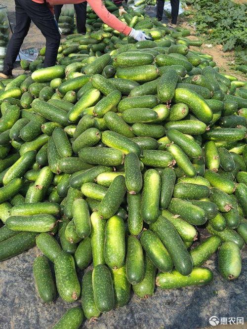 云南元谋今日小瓜价格,市民抢购热潮涌动