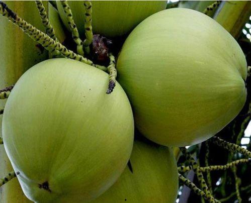 广东省今日吊瓜价格,市场行情一览”