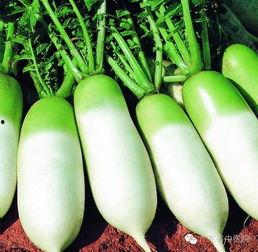 广东省今日吊瓜价格,市场行情一览”