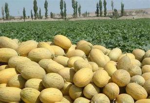 内蒙哈密瓜今日价格,价格行情一览”