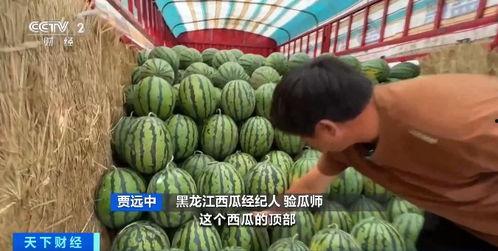 今日瓜价最新行情,市场行情一览