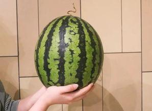 广州今日吃瓜事件,揭秘网络热议背后的真相