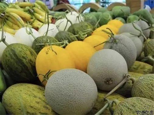 乐东二瓜今日价格查询网