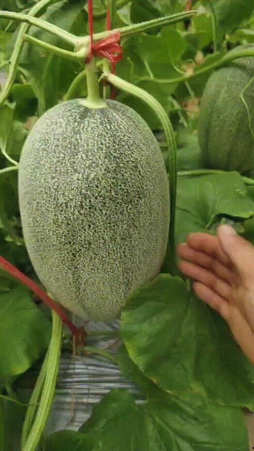 哈密瓜价格今日价海南,新鲜直供，品质保证