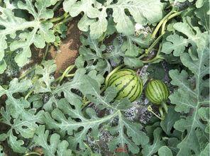 生瓜今日价格,波动分析及市场动态