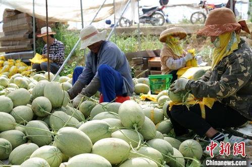 海南东方今日哈密瓜价格,新鲜上市，实惠抢购！