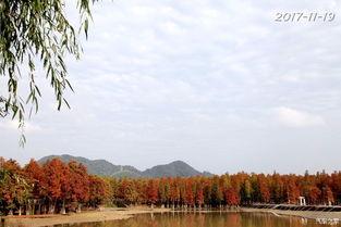 青山湖水上森林明星网红