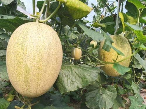 池河镇今日哈密瓜价格,新鲜上市，品质保证，价格实惠”