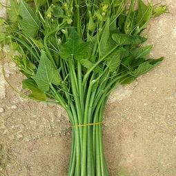 佛手瓜尖今日价格,市场动态一览”