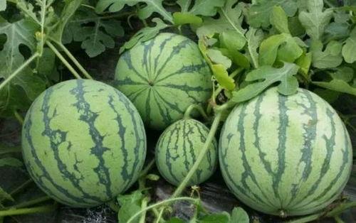 so导航黑料吃瓜,吃瓜群众热议背后的真相