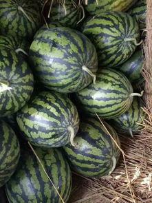 元谋小瓜今日价格,今日行情一览