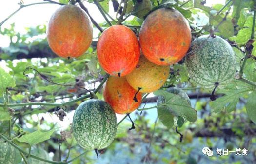 今日吊瓜的价格是多少